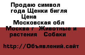 Продаю символ 2018 года!Щенки бигля › Цена ­ 35 000 - Московская обл., Москва г. Животные и растения » Собаки   